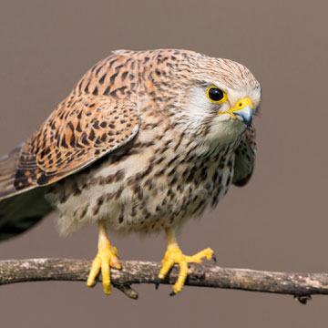 Common Kestrel