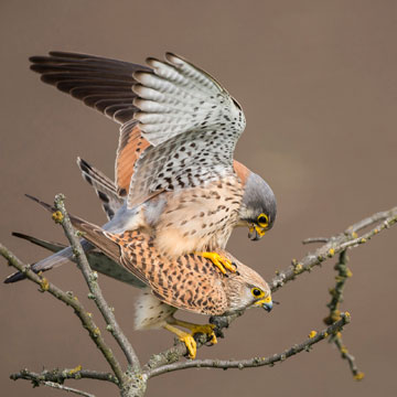 Common Kestrel