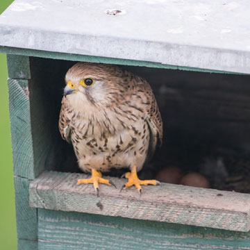 Common Kestrel