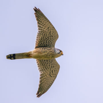 Turmfalke