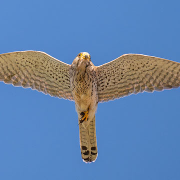 Turmfalke