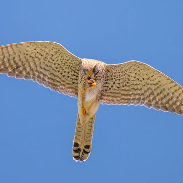 Turmfalke
