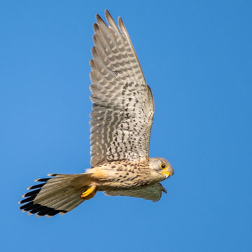 Turmfalke