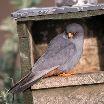 Red-footed Falcon