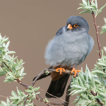 Red-footed Falcon