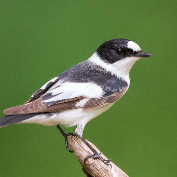 Collared Flycatcher