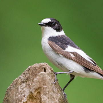 Collared Flycatcher