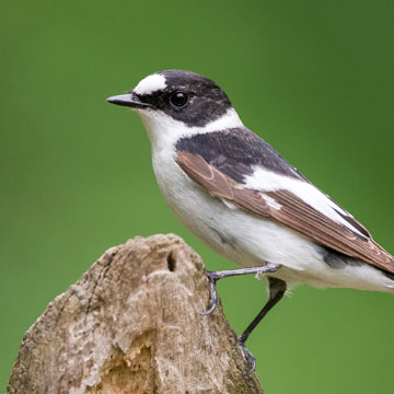 Collared Flycatcher