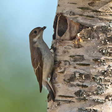 European Pied Flycatcher