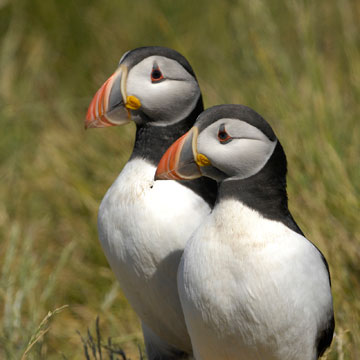 Atlantic Puffin