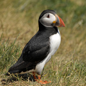 Atlantic Puffin