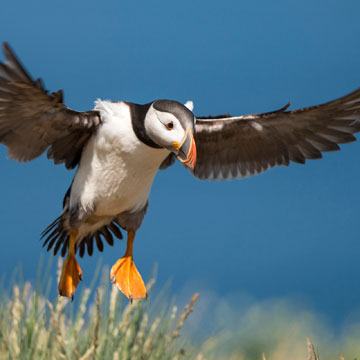 Atlantic Puffin