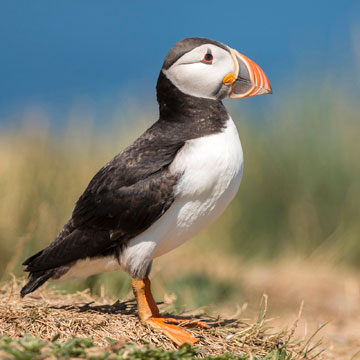 Atlantic Puffin