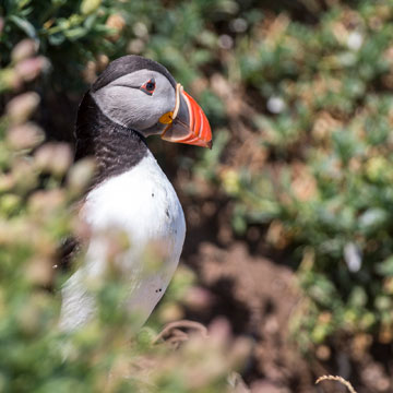 Atlantic Puffin