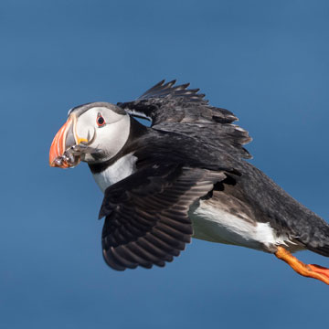 Atlantic Puffin