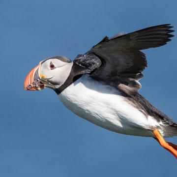 Atlantic Puffin