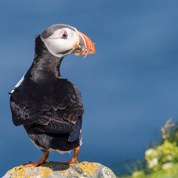 Atlantic Puffin