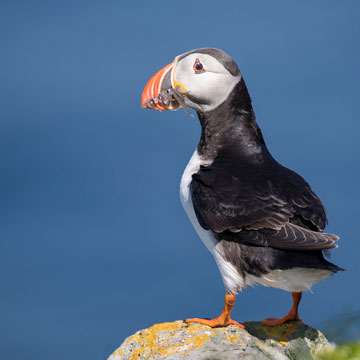 Atlantic Puffin