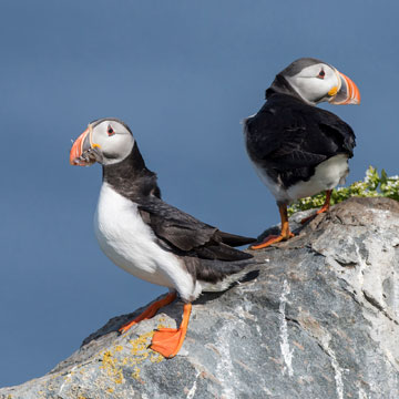 Atlantic Puffin