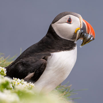 Atlantic Puffin