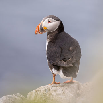 Atlantic Puffin