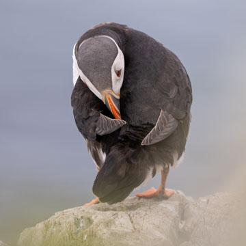 Atlantic Puffin