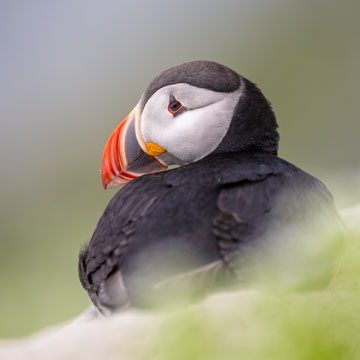 Atlantic Puffin