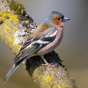 Eurasian Chaffinch