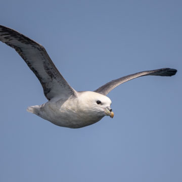 Eissturmvogel