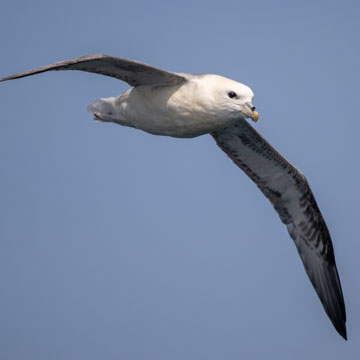 Eissturmvogel
