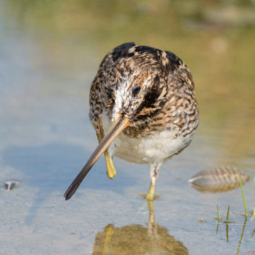 Common Snipe