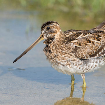 Common Snipe