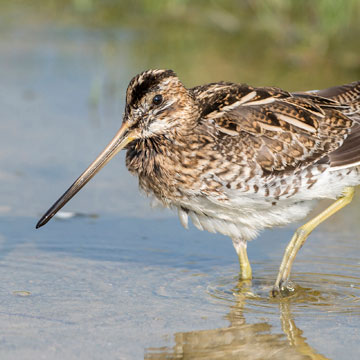 Common Snipe