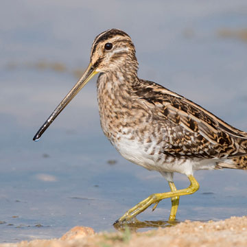 Common Snipe