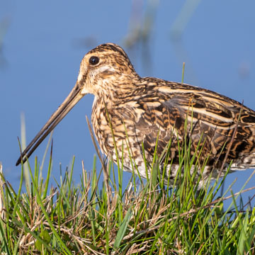 Common Snipe