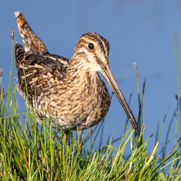 Common Snipe