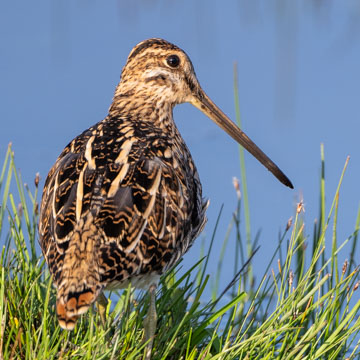 Common Snipe