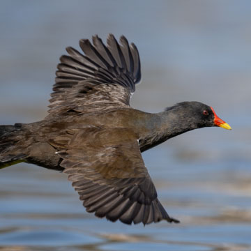 Common Moorhen