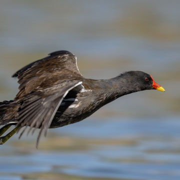 Common Moorhen