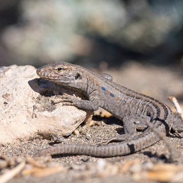 Gallot's Lizard