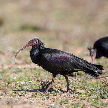 Northern Bald Ibis