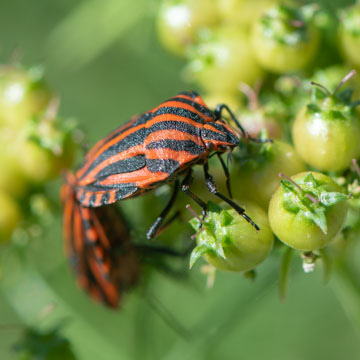 Striped Bug