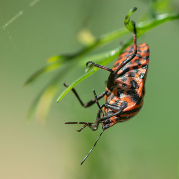 Striped Bug