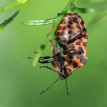 Striped Bug