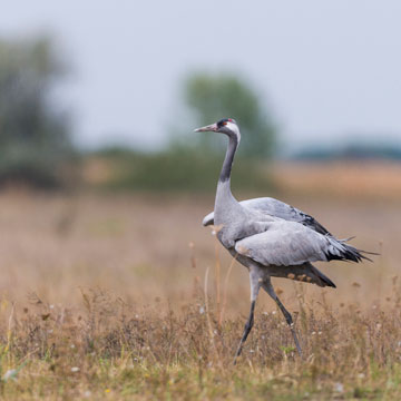 Common Crane