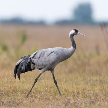 Common Crane