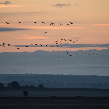 Common Crane