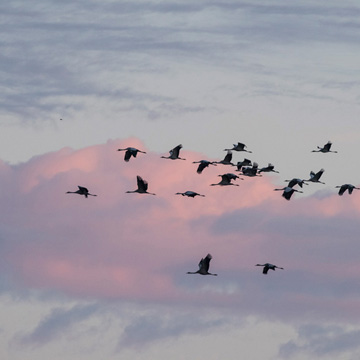 Common Crane