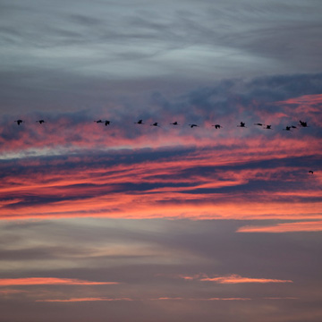 Common Crane