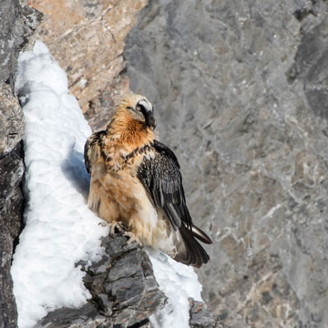 Bearded Vulture